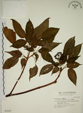 中文名:昆欄樹(S032022)學名:Trochodendron aralioides Sieb. & Zucc.(S032022)英文名:Wheelstaman Tree