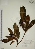 中文名:昆欄樹(S048246)學名:Trochodendron aralioides Sieb. & Zucc.(S048246)英文名:Wheelstaman Tree