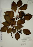 中文名:昆欄樹(S062373)學名:Trochodendron aralioides Sieb. & Zucc.(S062373)英文名:Wheelstaman Tree