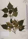 中文名:臺灣紅榨槭(S014892)學名:Acer morrisonense Hayata(S014892)中文別名:臺灣紅榨楓英文名:Taiwan red maple