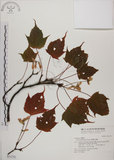 中文名:臺灣紅榨槭(S031752)學名:Acer morrisonense Hayata(S031752)中文別名:臺灣紅榨楓英文名:Taiwan red maple