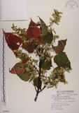 中文名:臺灣紅榨槭(S081904)學名:Acer morrisonense Hayata(S081904)中文別名:臺灣紅榨楓英文名:Taiwan red maple