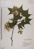 中文名:青楓(S030997)學名:Acer serrulatum Hayata(S030997)英文名:Green maple