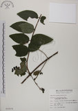 中文名:裡白忍冬(S010079)學名:Lonicera hypoglauca Miq.(S010079)中文別名:紅星金銀花英文名:Red-spotted honeysuckle