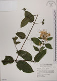 中文名:裡白忍冬(S048756)學名:Lonicera hypoglauca Miq.(S048756)中文別名:紅星金銀花英文名:Red-spotted honeysuckle