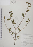 中文名:追分忍冬(S015117)學名:Lonicera oiwakensis Hayata(S015117)英文名:Yushan honeysuckle