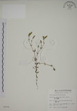 中文名:黃斑龍膽(S009764)學名:Gentiana flavomaculata Hayata(S009764)中文別名:黃花龍膽