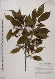 中文名:山櫻花(S072914)學名:Prunus campanulata Maxim.(S072914)中文別名:緋櫻花、山櫻桃英文名:1aiwan Cherry