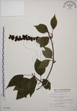 中文名:阿里山五味子(S011645)學名:Schisandra arisanensis Hayata(S011645)中文別名:北五味子英文名:Alishan Magnolia Vine