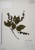 中文名:阿里山五味子(S011646)學名:Schisandra arisanensis Hayata(S011646)中文別名:北五味子英文名:Alishan Magnolia Vine