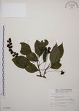 中文名:阿里山五味子(S011647)學名:Schisandra arisanensis Hayata(S011647)中文別名:北五味子英文名:Alishan Magnolia Vine