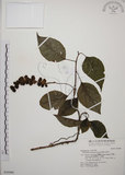 中文名:阿里山五味子(S030986)學名:Schisandra arisanensis Hayata(S030986)中文別名:北五味子英文名:Alishan Magnolia Vine