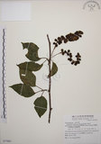 中文名:阿里山五味子(S077001)學名:Schisandra arisanensis Hayata(S077001)中文別名:北五味子英文名:Alishan Magnolia Vine