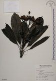 中文名:海檬果(S014405)學名:Cerbera manghas L.(S014405)英文名:Odollam cerberus-tree