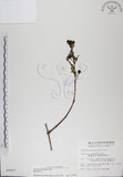 中文名:阿里山忍冬(S009607)學名:Lonicera acuminata Wall. ex Roxb.(S009607)中文別名:漸尖葉忍冬