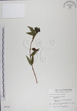 中文名:阿里山忍冬(S009756)學名:Lonicera acuminata Wall. ex Roxb.(S009756)中文別名:漸尖葉忍冬