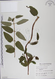 中文名:阿里山忍冬(S010092)學名:Lonicera acuminata Wall. ex Roxb.(S010092)中文別名:漸尖葉忍冬