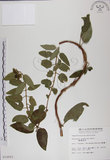 中文名:阿里山忍冬(S010093)學名:Lonicera acuminata Wall. ex Roxb.(S010093)中文別名:漸尖葉忍冬