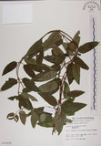 中文名:阿里山忍冬(S010094)學名:Lonicera acuminata Wall. ex Roxb.(S010094)中文別名:漸尖葉忍冬