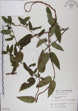 中文名:阿里山忍冬(S010096)學名:Lonicera acuminata Wall. ex Roxb.(S010096)中文別名:漸尖葉忍冬