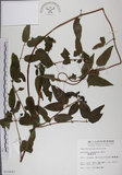 中文名:阿里山忍冬(S010097)學名:Lonicera acuminata Wall. ex Roxb.(S010097)中文別名:漸尖葉忍冬