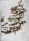 中文名:阿里山忍冬(S014909)學名:Lonicera acuminata Wall. ex Roxb.(S014909)中文別名:漸尖葉忍冬