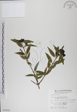 中文名:阿里山忍冬(S015080)學名:Lonicera acuminata Wall. ex Roxb.(S015080)中文別名:漸尖葉忍冬