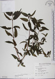 中文名:阿里山忍冬(S015322)學名:Lonicera acuminata Wall. ex Roxb.(S015322)中文別名:漸尖葉忍冬
