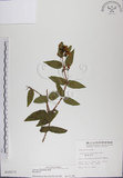 中文名:阿里山忍冬(S015573)學名:Lonicera acuminata Wall. ex Roxb.(S015573)中文別名:漸尖葉忍冬