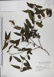 中文名:阿里山忍冬(S015962)學名:Lonicera acuminata Wall. ex Roxb.(S015962)中文別名:漸尖葉忍冬