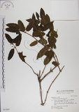 中文名:阿里山忍冬(S031065)學名:Lonicera acuminata Wall. ex Roxb.(S031065)中文別名:漸尖葉忍冬