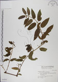 中文名:阿里山忍冬(S032014)學名:Lonicera acuminata Wall. ex Roxb.(S032014)中文別名:漸尖葉忍冬