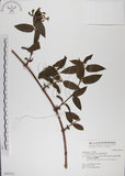 中文名:阿里山忍冬(S043512)學名:Lonicera acuminata Wall. ex Roxb.(S043512)中文別名:漸尖葉忍冬