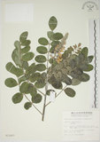 中文名:毛苦參(S012457)學名:Sophora tomentosa L.(S012457)英文名:Downy sophora