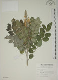 中文名:毛苦參(S012458)學名:Sophora tomentosa L.(S012458)英文名:Downy sophora