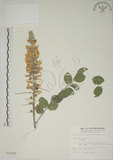 中文名:毛苦參(S012459)學名:Sophora tomentosa L.(S012459)英文名:Downy sophora