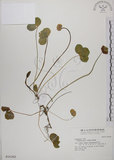 中文名:菽草(S016382)學名:Trifolium repens L.(S016382)英文名:White clover