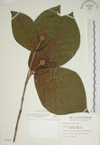 中文名:欖仁舅(S007806)學名:Neonauclea reticulata (Havil.) Merr.(S007806)英文名:Flase Indian Almond