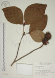 中文名:欖仁舅(S011067)學名:Neonauclea reticulata (Havil.) Merr.(S011067)英文名:Flase Indian Almond