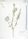 中文名:彎果黃菫(S008468)學名:Corydalis ophiocarpa Hook. f. & Thoms.(S008468)中文別名:蛇果紫菫