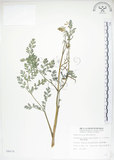 中文名:彎果黃菫(S008470)學名:Corydalis ophiocarpa Hook. f. & Thoms.(S008470)中文別名:蛇果紫菫