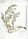 中文名:彎果黃菫(S011825)學名:Corydalis ophiocarpa Hook. f. & Thoms.(S011825)中文別名:蛇果紫菫