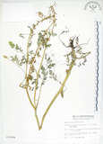 中文名:彎果黃菫(S012698)學名:Corydalis ophiocarpa Hook. f. & Thoms.(S012698)中文別名:蛇果紫菫