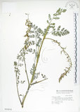 中文名:彎果黃菫(S015879)學名:Corydalis ophiocarpa Hook. f. & Thoms.(S015879)中文別名:蛇果紫菫