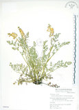 中文名:彎果黃菫(S050355)學名:Corydalis ophiocarpa Hook. f. & Thoms.(S050355)中文別名:蛇果紫菫