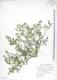 中文名:彎果黃菫(S054283)學名:Corydalis ophiocarpa Hook. f. & Thoms.(S054283)中文別名:蛇果紫菫
