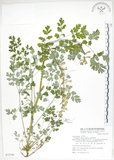 中文名:台灣黃菫(S072740)學名:Corydalis tashiroi Makino(S072740)中文別名:臺灣黃菫