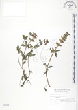 中文名:高山馬先蒿(S008444)學名:Pedicularis ikomai Sasaki(S008444)中文別名:馬先蒿草