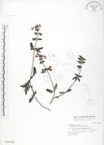 中文名:高山馬先蒿(S016383)學名:Pedicularis ikomai Sasaki(S016383)中文別名:馬先蒿草
