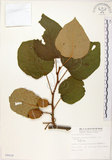 中文名:台灣羊桃(S008628)學名:Actinidia chinensis Planch. var. setosa Li(S008628)英文名:Taiwan actinidia